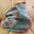Burgandy Turquoise with Grey Main
